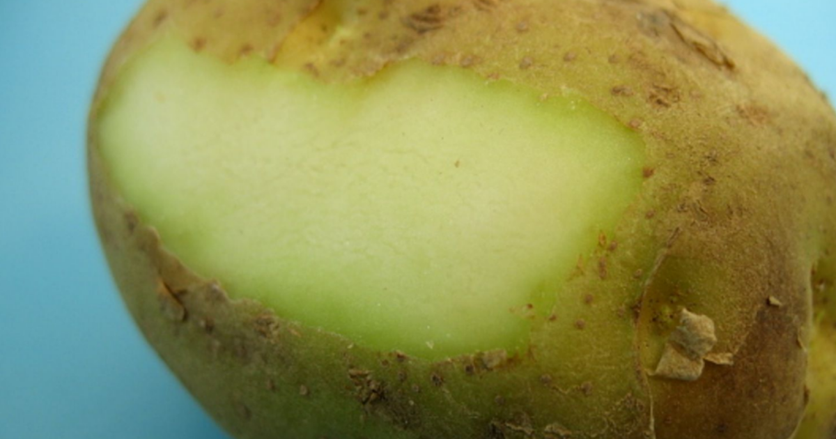 The Quest For Answers. To Everything. Green Potatoes Are