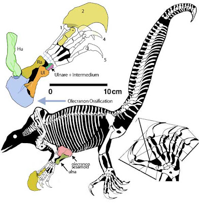 Drepanosaurus skull