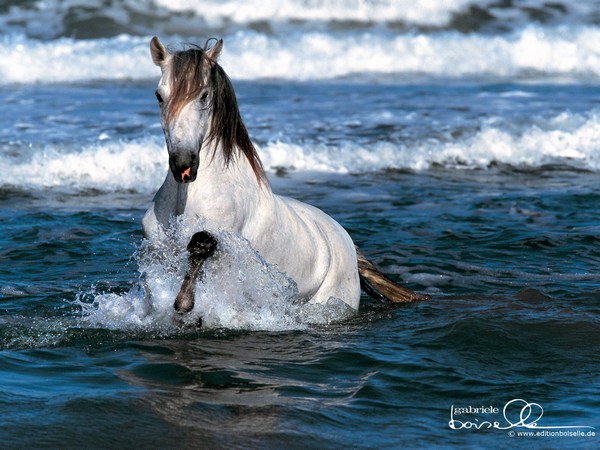White Horse Images Running in Water