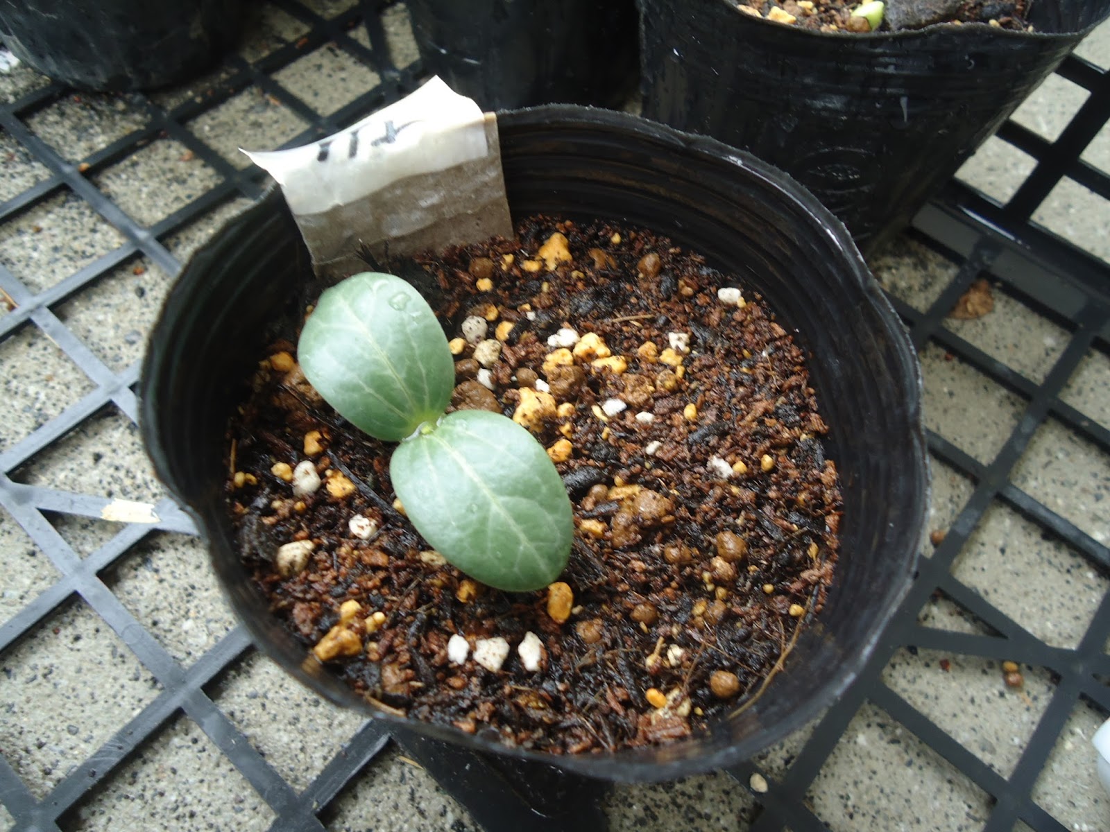 常永小学校公式ブログ 4年生理科 ヘチマの発芽