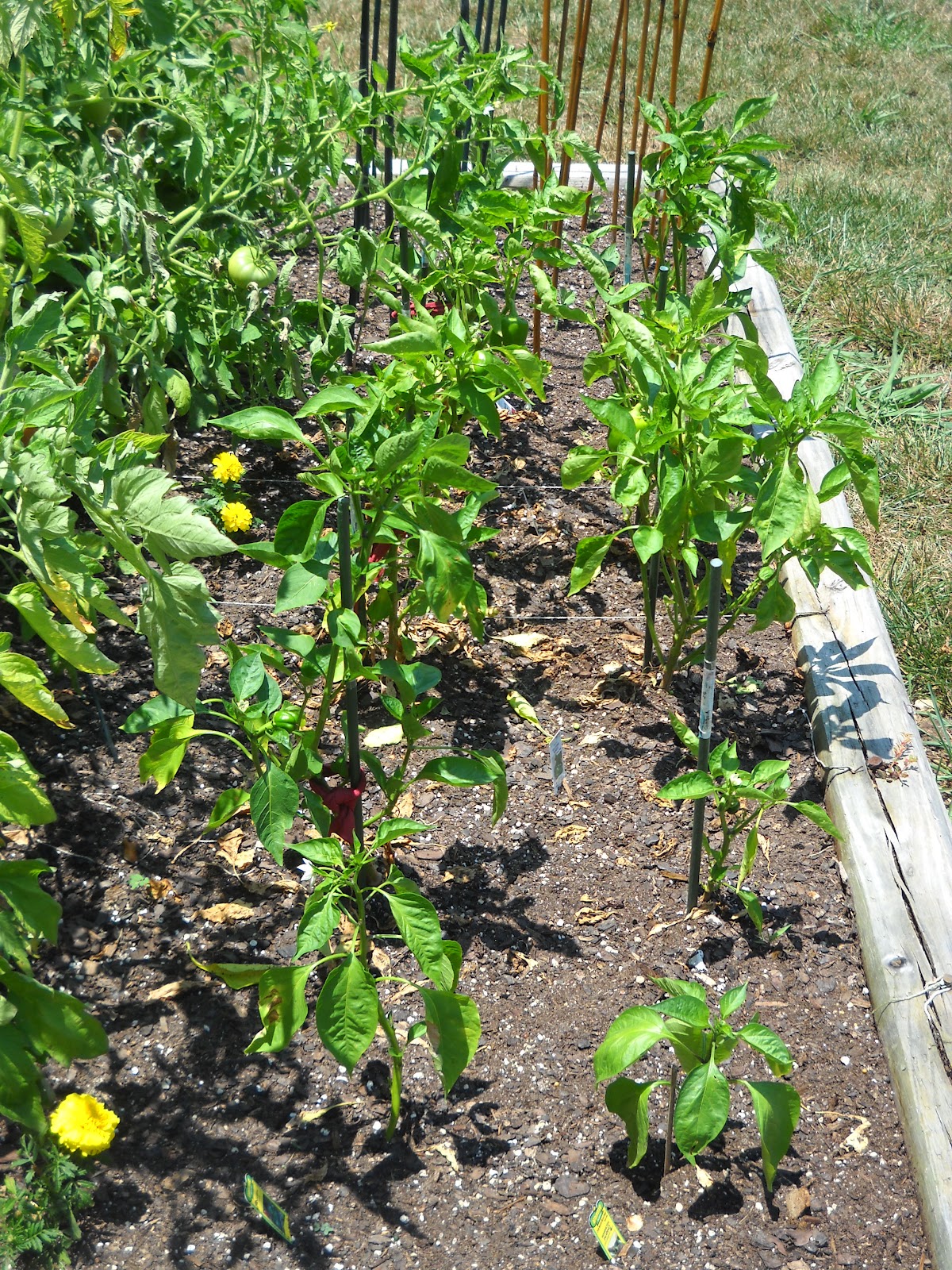 A Season for All Things Late June Garden 2012