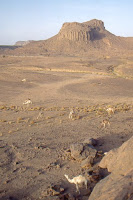Algérie-chameaux