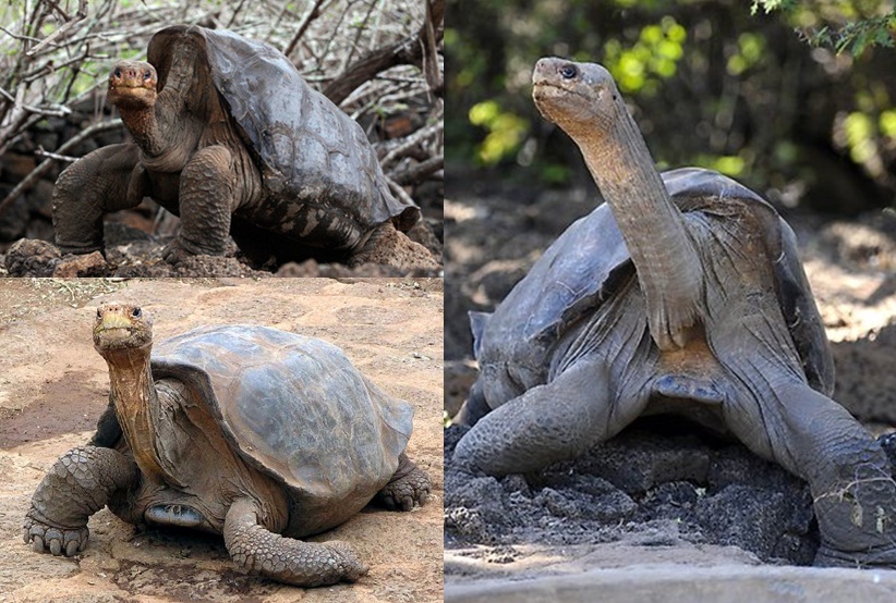 pinta giant tortoise scientific name pinta giant tortoise scientific name