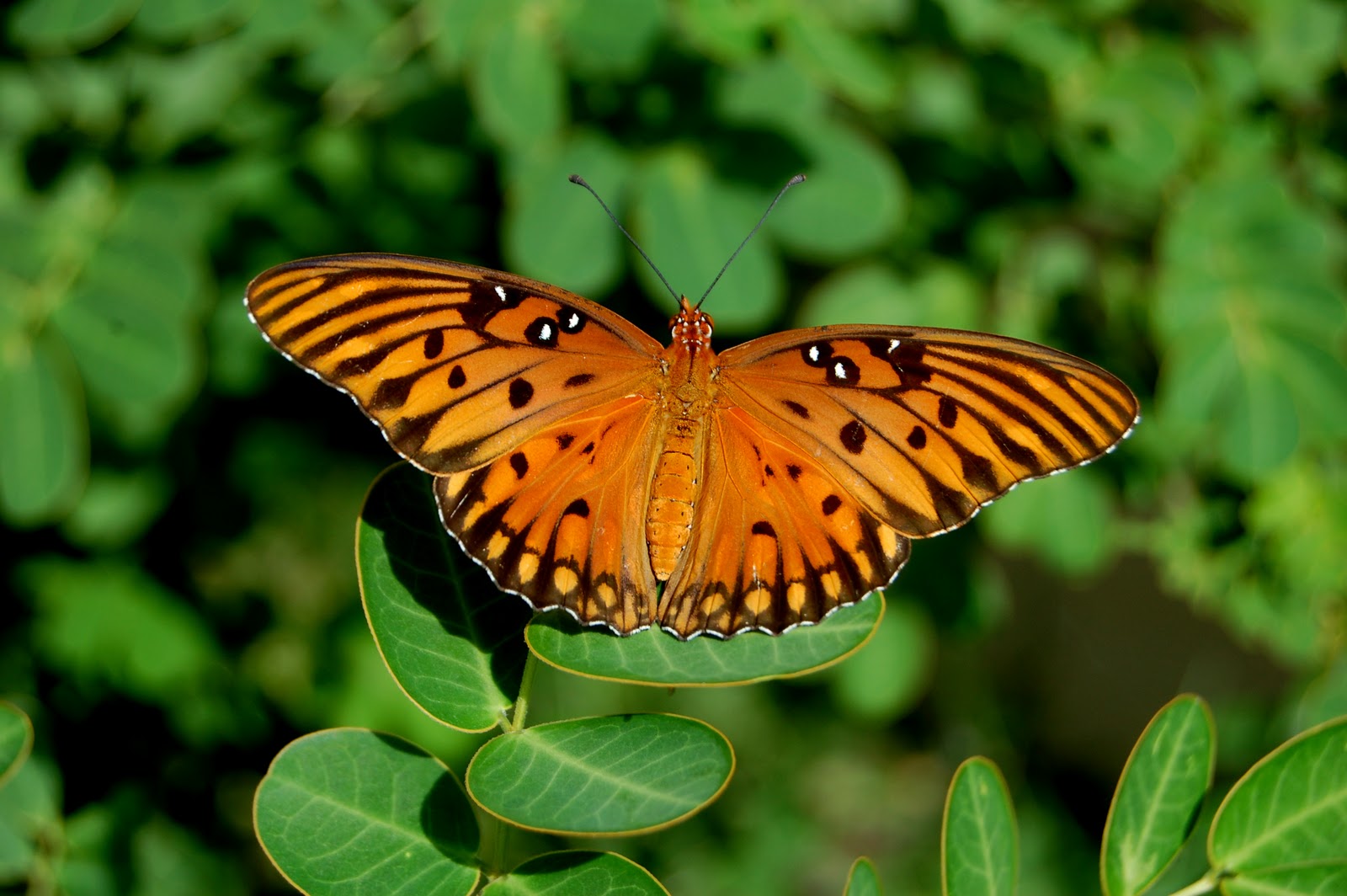 Field Notes and Photos Gulf Fritillary Life Cycle of a Butterfly