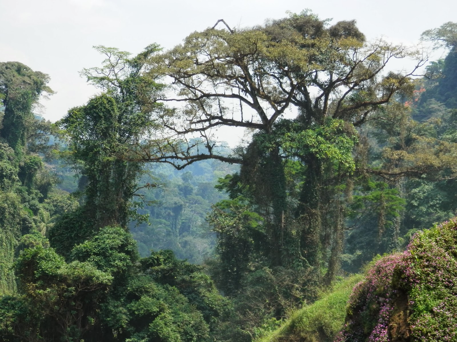 Annelie in Afrika: Oh, wie schön ist Kamerun!