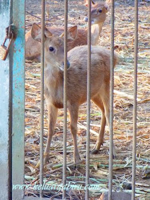 Rusa di Taman Wisata Bendung Lodoyo