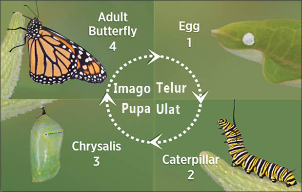 Metamorfosis Kupu Kupu Metamorfosis Kupu Kupu : Proses, Gambar, dan Penjelasannya