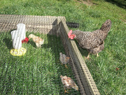 chicken chicks chickens pen outside safe keep chick backyard wire play bed growing raising babies barred garden raised rock outdoor