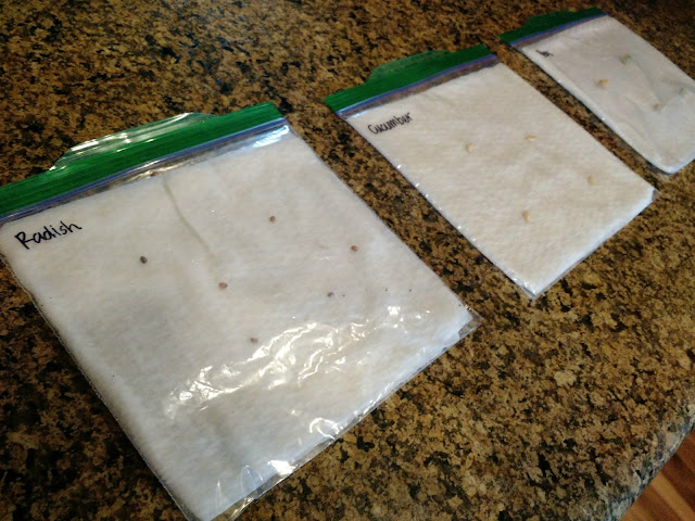 Kid Science: Growing Seeds In A Bag--Learn about how seeds grow!  A great activity to do at home with the kids or for a pre-K thru 1st grade lesson.