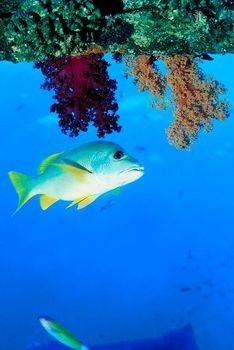 Saving the Corals and Coral Reefs