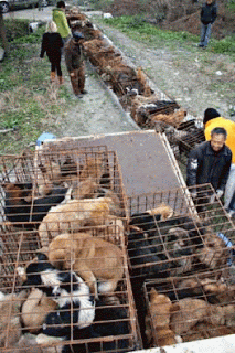 Yulin, Cina: strage cani solstizio d'estate