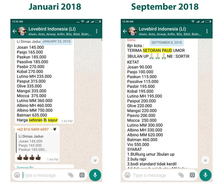 Prediksi Harga Lovebird 2019 2020 Apakah Akan Turun