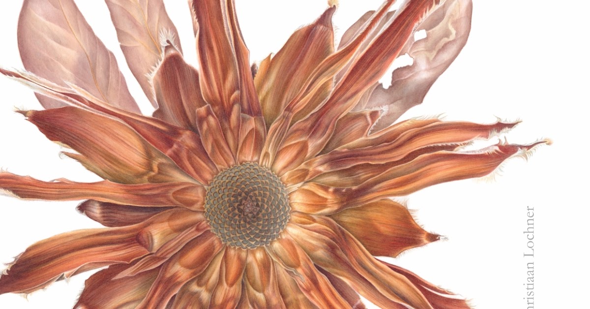Botanical Artists Association of Southern Africa Botanical Art Worldwide Exhibition showing now!