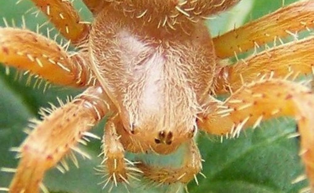 Spiders in the Garden: Orange Horned Orb Spider