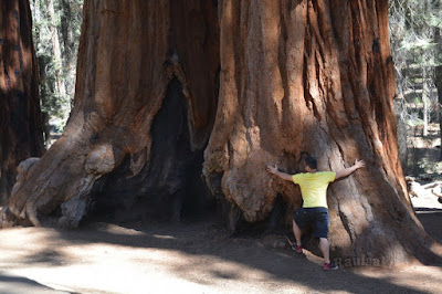 Sequoia National Park- caminando por el Bosque Gigante - Viaje con tienda de campaña por el Oeste Americano (12)