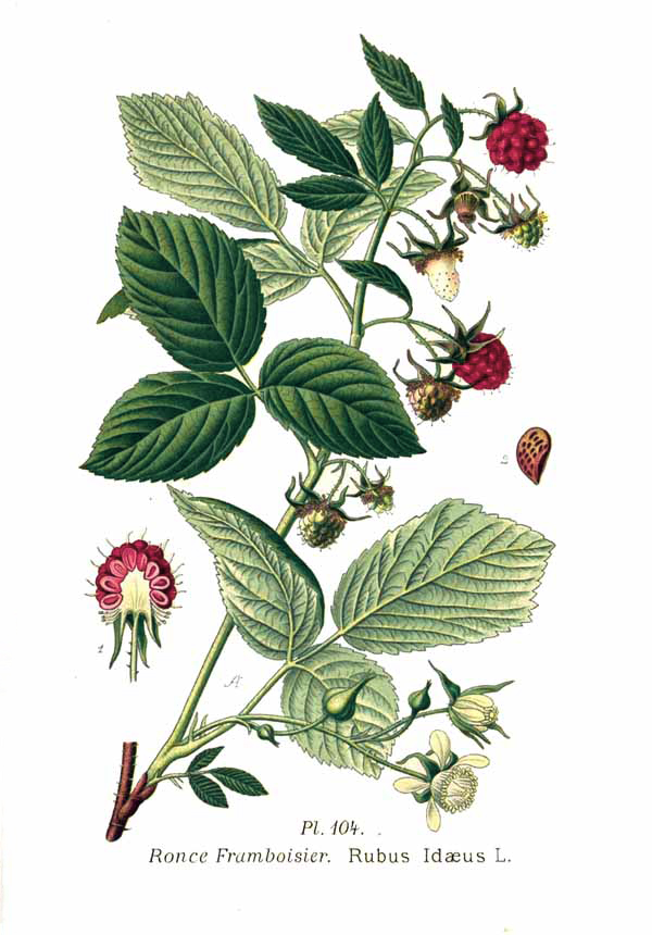 Malina Właściwa (Rubus Idaeus) Malina Właściwa (Rubus Idaeus)