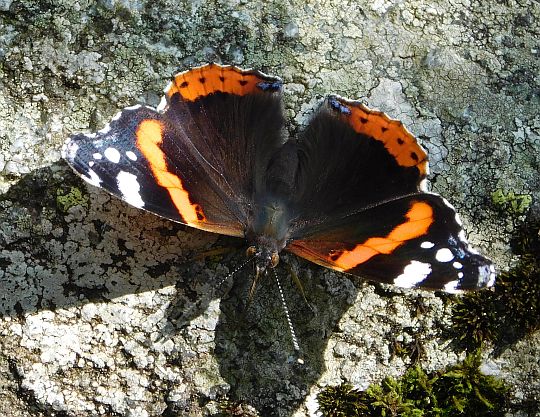 Rusałka admirał (Vanessa atalanta).