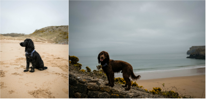 Visiting Pembrokeshire with Dogs