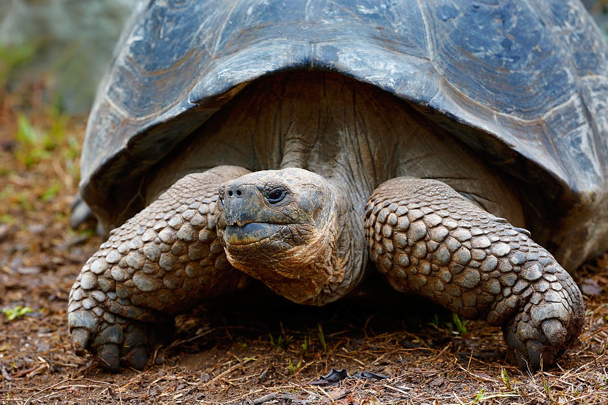 Wildlife Photos: Galapagos Tortoise