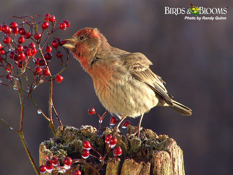 Birds And Blooms Wallpaper Wallpaper Amp Pictures