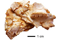 Pliobates cataloniae crânio visto por baixo