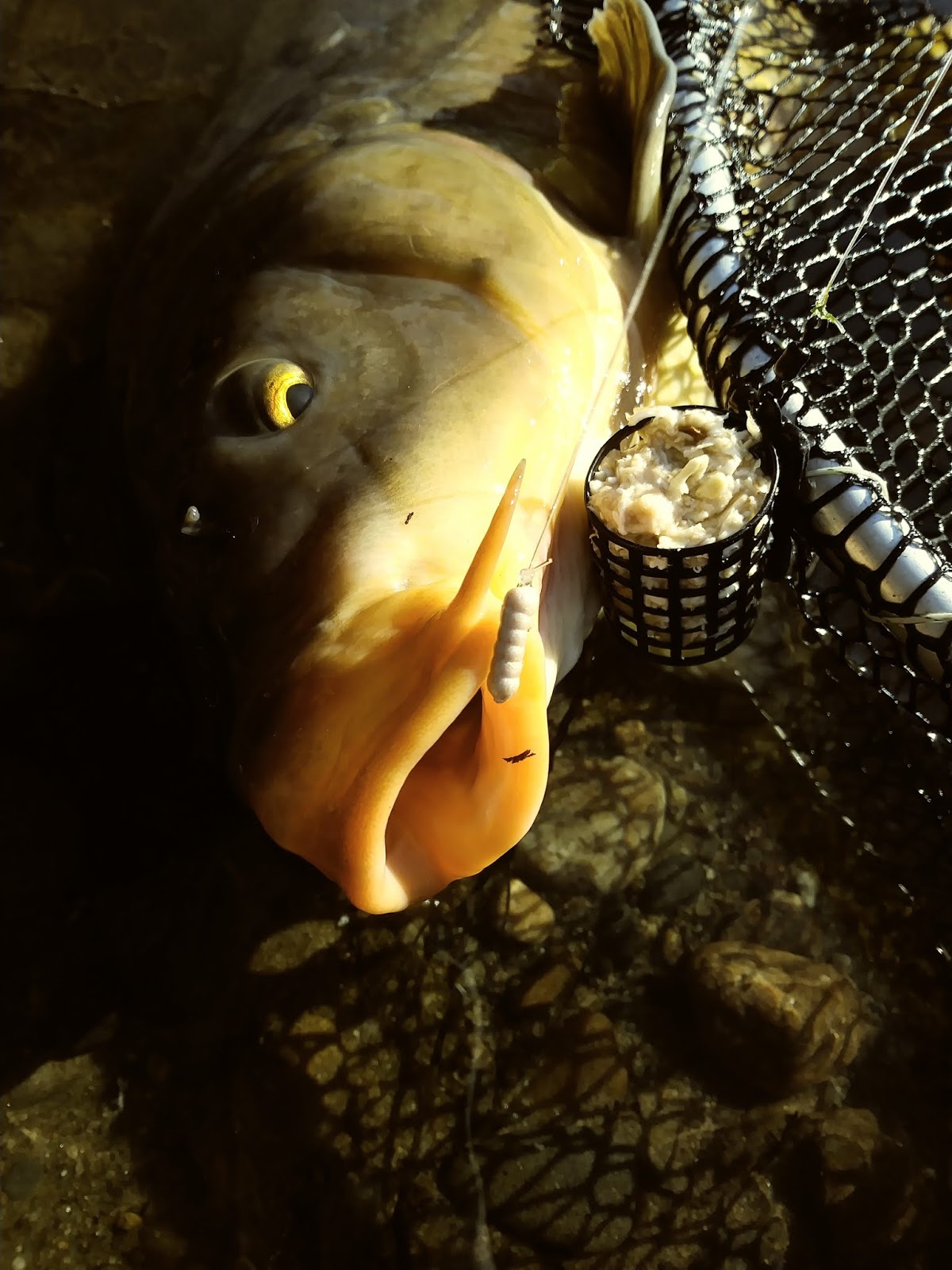 Rhode Island Carp Fishing Foam Maggots