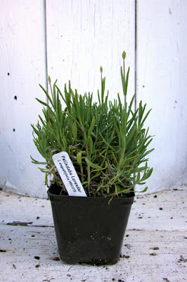 english hidcote lavender plant