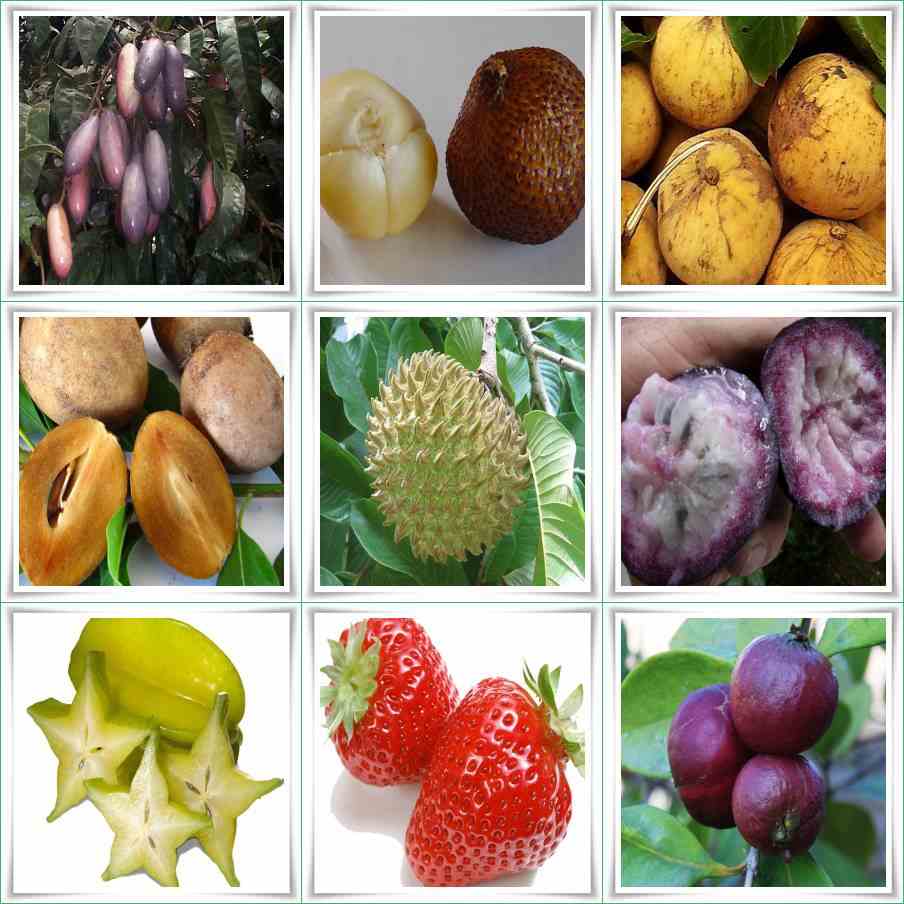 Почему фрукт назвали фруктом. Название экзотических фруктов. Фрукты и ягоды с названиями экзотические. Фрукты название фруктов. Экзотические фруктыназвние.