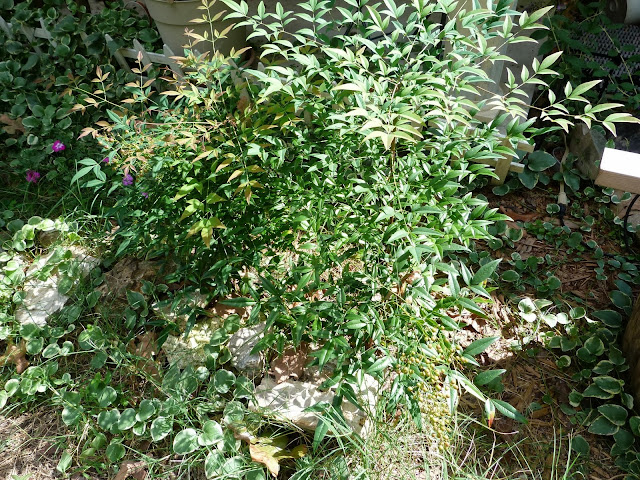 mystery shrub 1