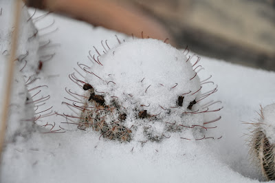 Snow covered Mammillaria grahamii