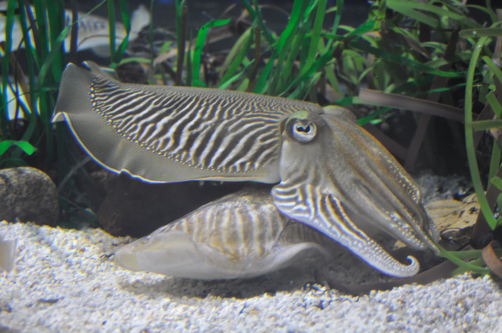 ZOOTOGRAFIANDO (MI COLECCIÓN DE FOTOS DE ANIMALES): SEPIA / COMMON ...