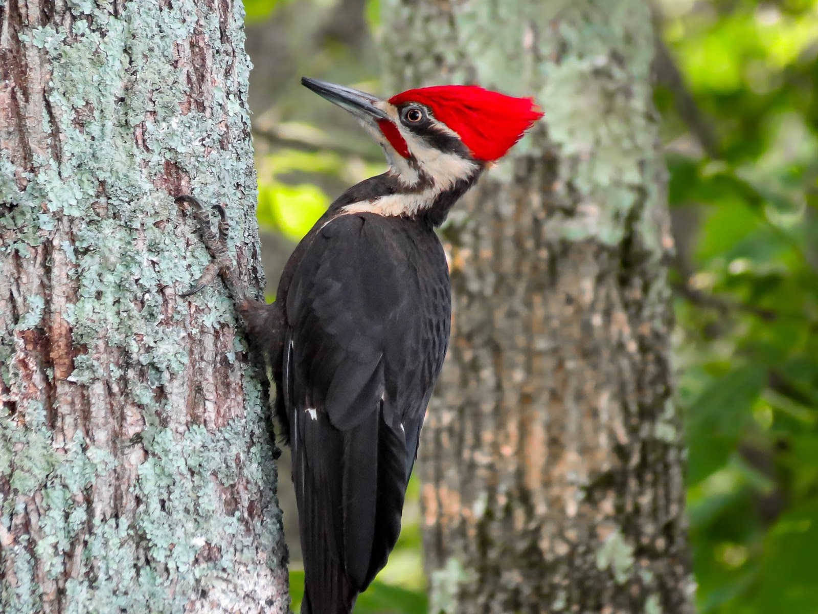 THE BIRD HOUSE PILEATED WOODPECKERS 05/20/2012