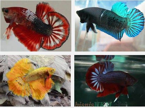 Cara Membuat Warna Ikan Cupang Bagus Dan Cantik