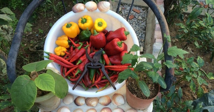 HOME AND GARDEN: HOW TO GROW PEPPERS