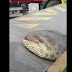 Impressionante: Cobra gigante é capturada em Mato Grosso e deixa moradores apavorados