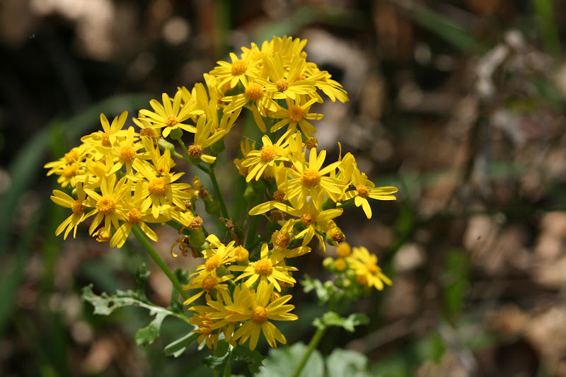 Native Florida Wildflowers Butterweed Packera glabella
