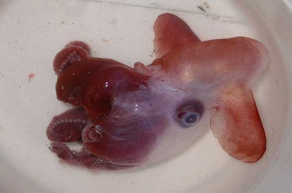 dumbo-octopus-اخطبوط-دامبو