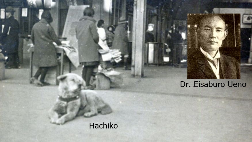 Hachiko cachorro Clearance