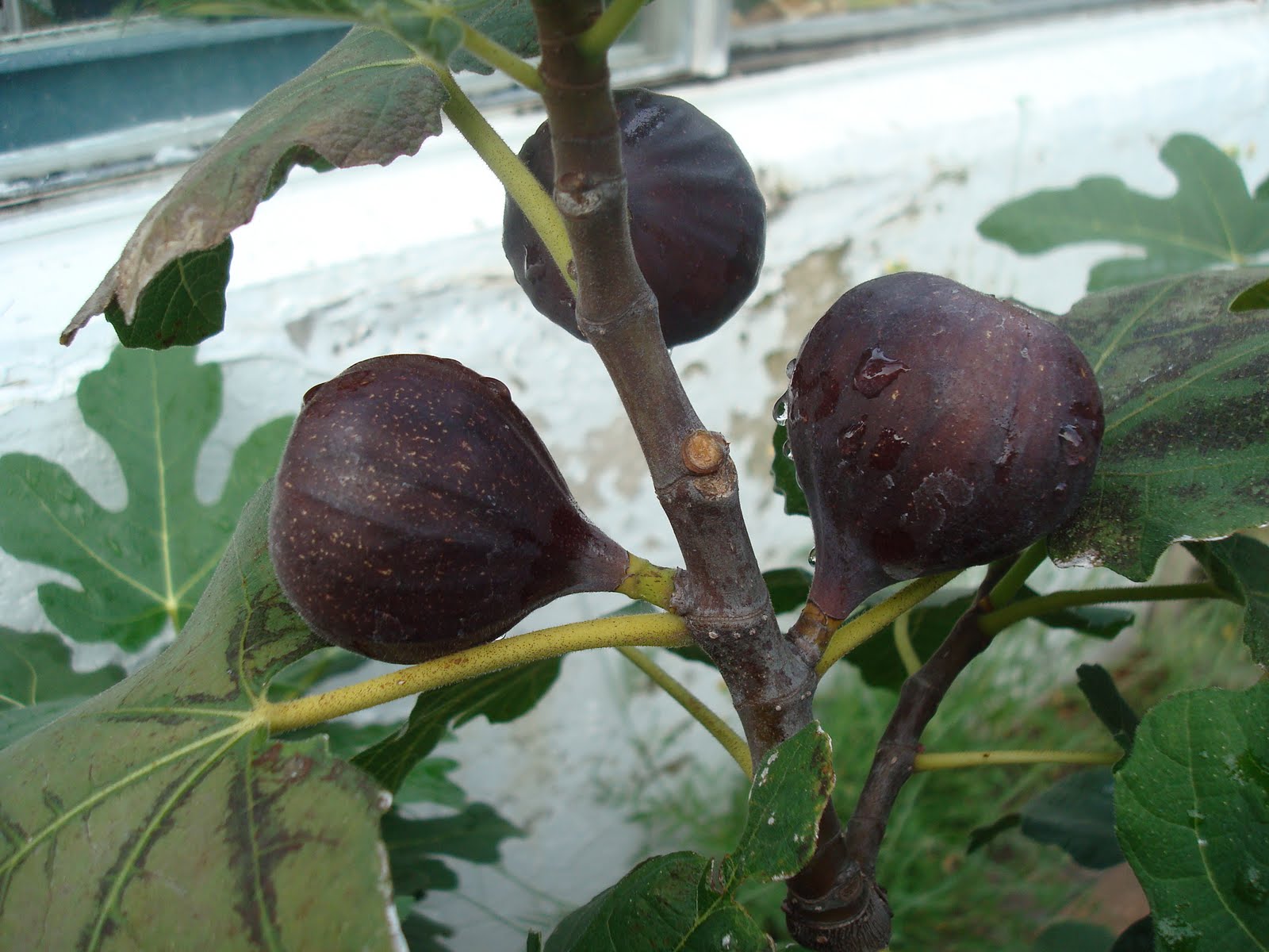 Чем полезен инжир. Сорт инжира адриатический. Инжир кавказский. Инжир калории. Инжир описание плода.