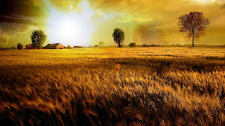 Fields Of Gold HD Wallpapers for Desktop 1080p free download