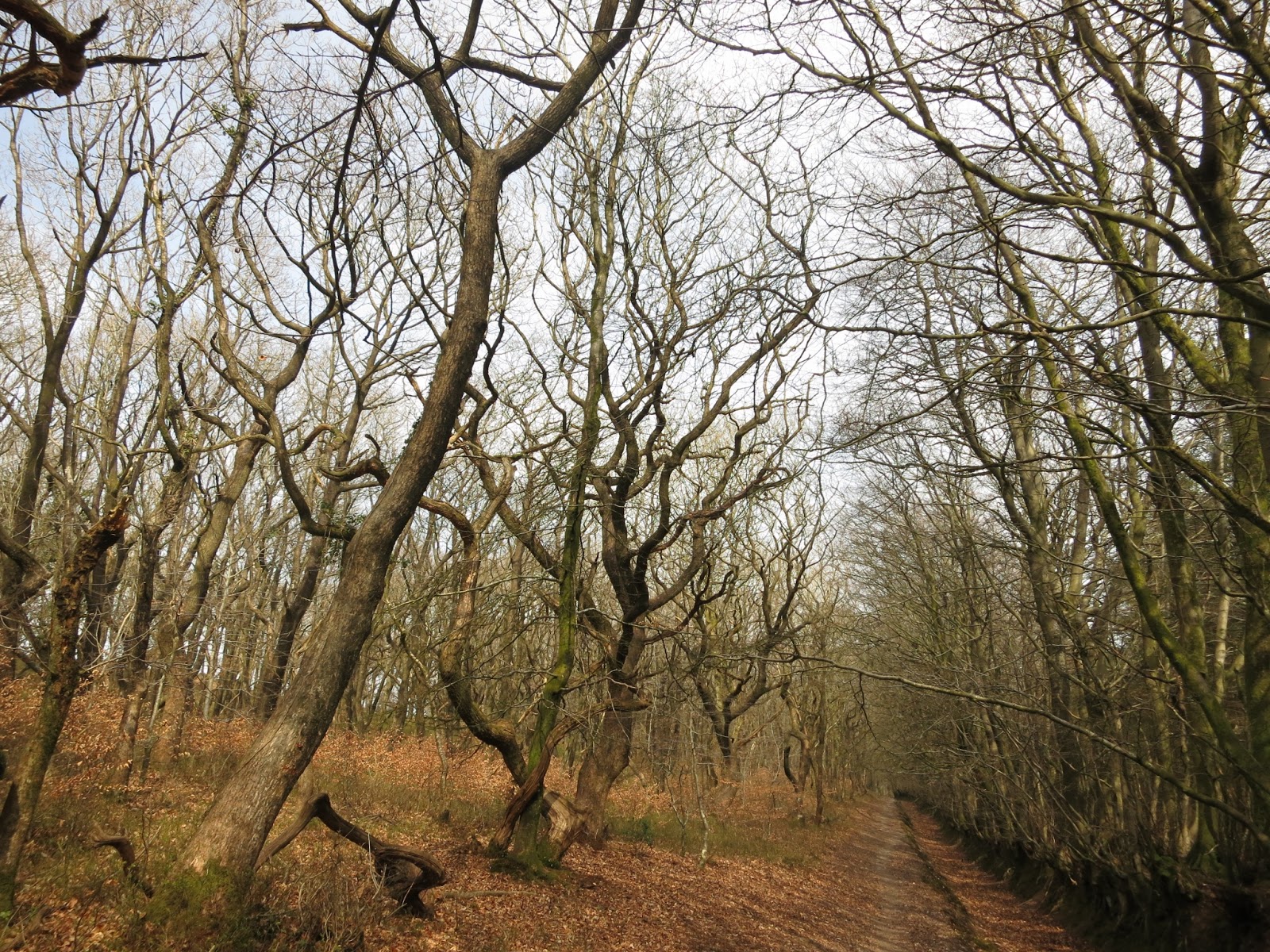 Beech lined path on Quantock Ridgeway. Trees bare because it's April.