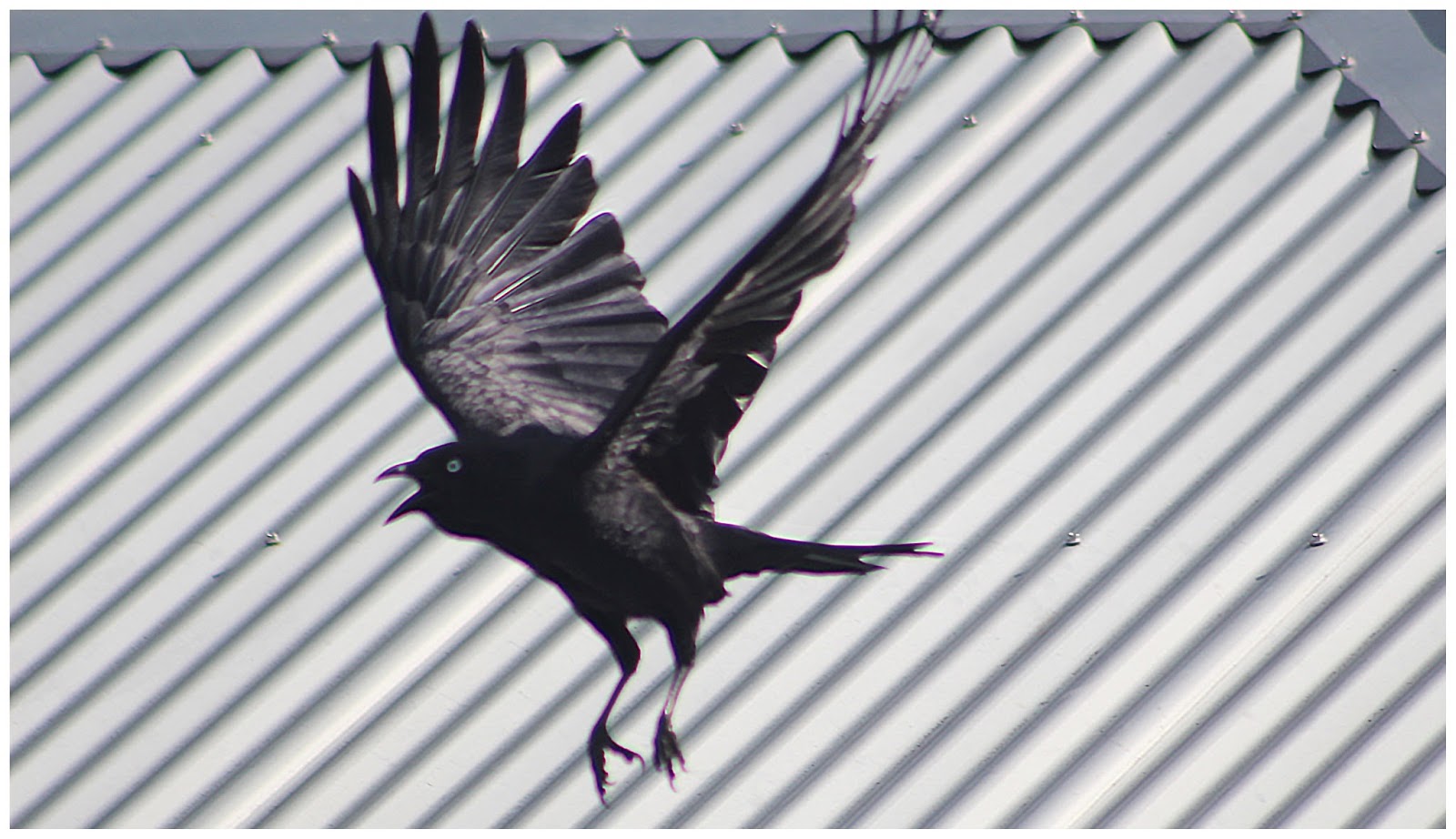 Susan snaps a project 365 May 22. Day 142. As the crow flies