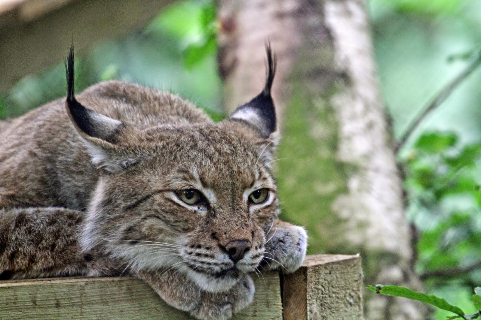 рысь чукотка. пиренейская (испанская) рысь. рысь в субтропиках. гималайская рысь. рысь интересные.