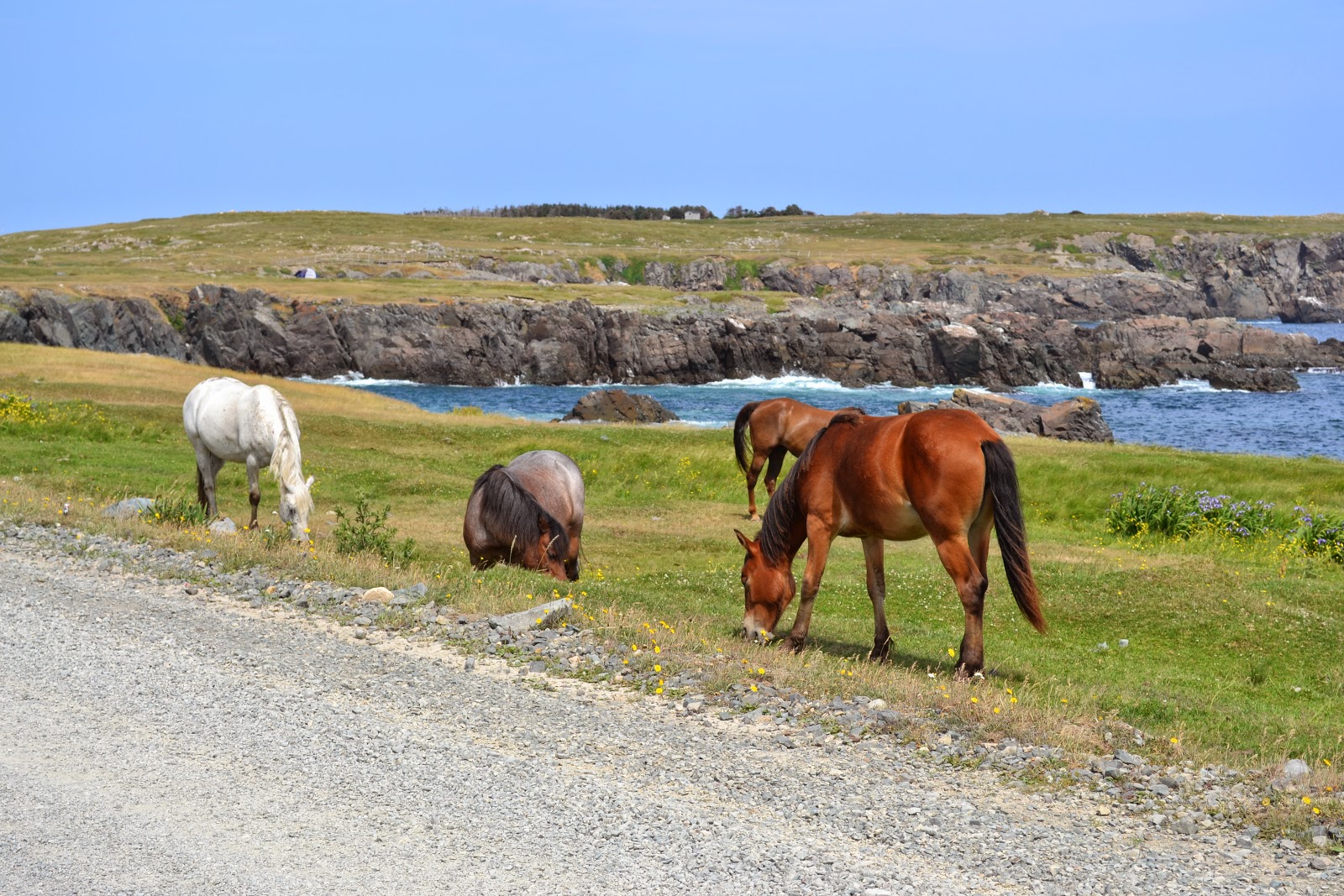 No Bad Days RVing Bonavista, NL
