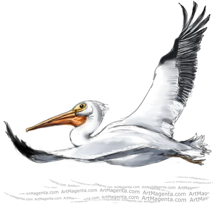 American white pelican sketch painting. Bird art drawing by illustrator Artmagenta