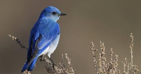 Elixir para olvidar Hay un pájaro azul en mi corazón