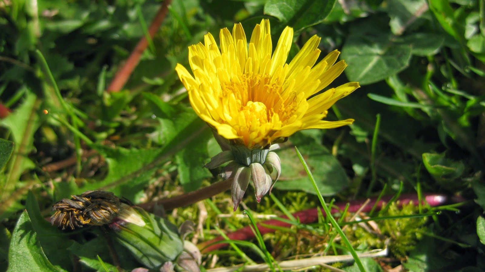 Learning with Plants Do Plants Move?