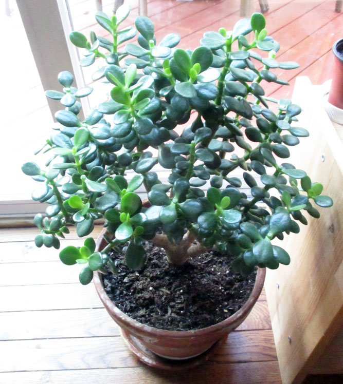 Green Jean jade plants