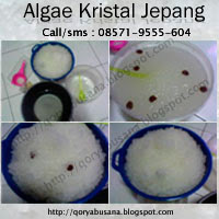 Algae Kristal Jepang