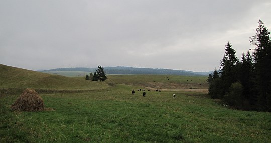 Łąki przed wsią Mochnaczka Niżna.